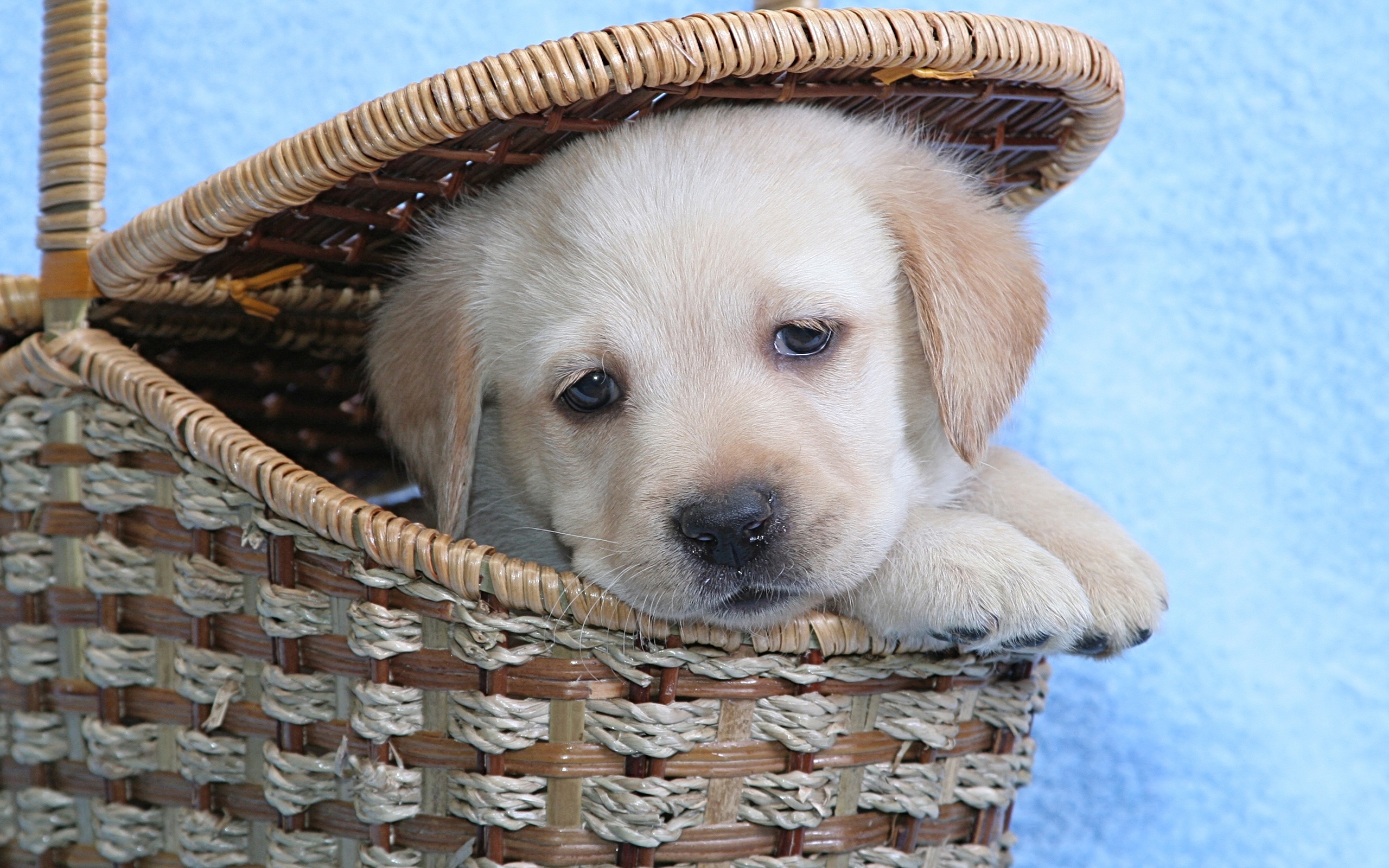 Labrador Dog Hd Wallpapers - 2560x1600 Wallpaper Labrador Dog Hd Wallpapers - 2560x1600 Wallpaper
