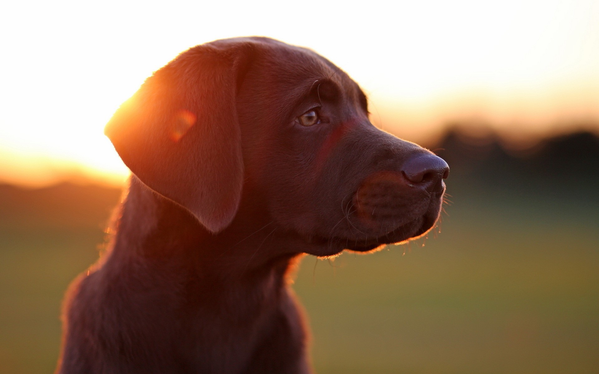 Labrador Dog Hd Wallpapers - HD Wallpaper 