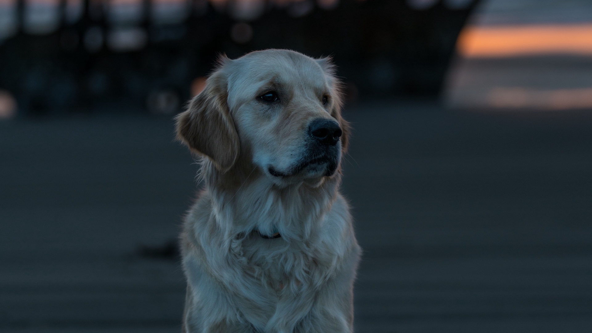 Wallpaper Labrador, Dog, Muzzle, Look, Blur - Iphone 7 Labrador Wallpaper Iphone - HD Wallpaper 