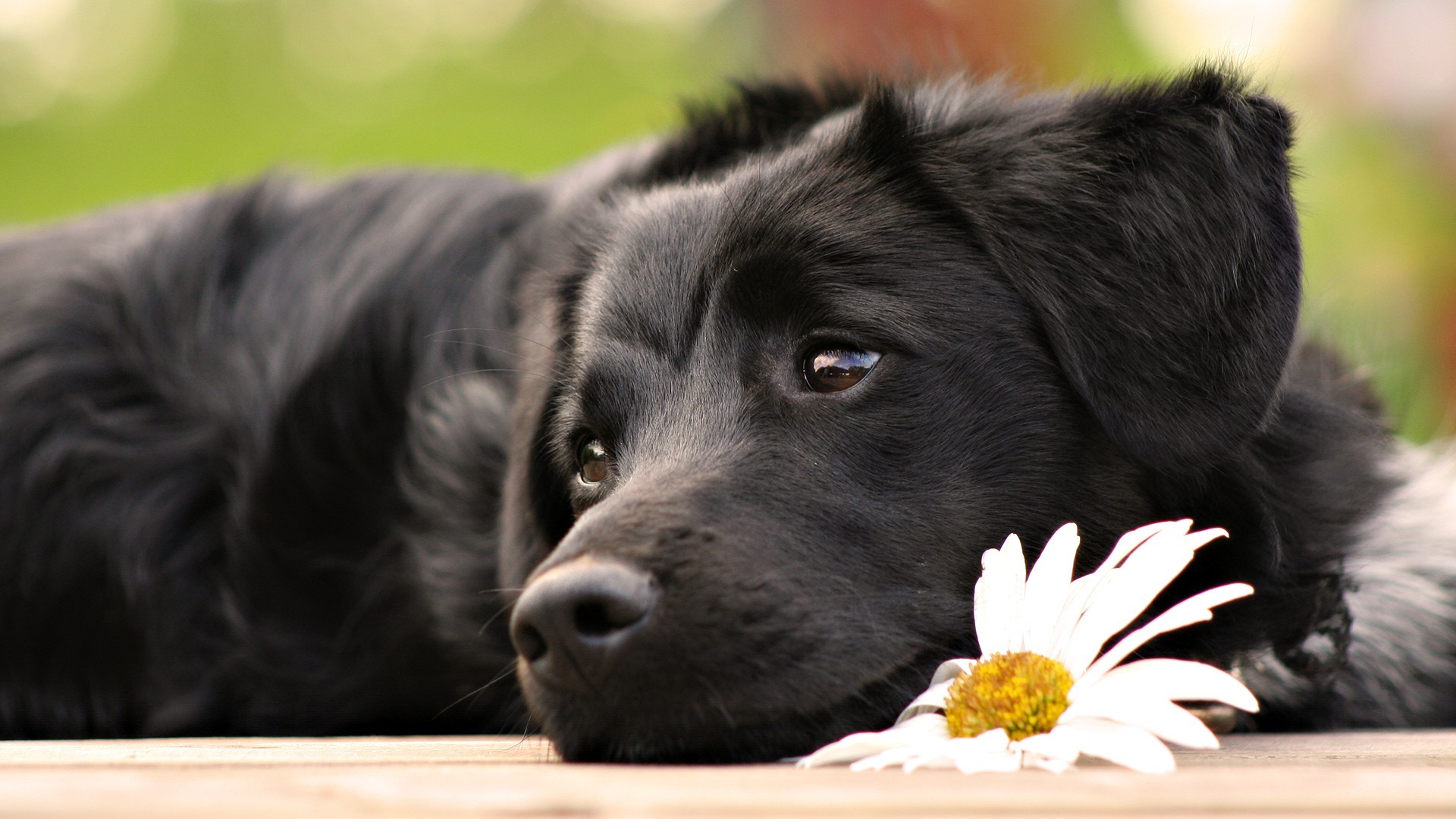 Labrador Dog Hd Wallpapers - HD Wallpaper 