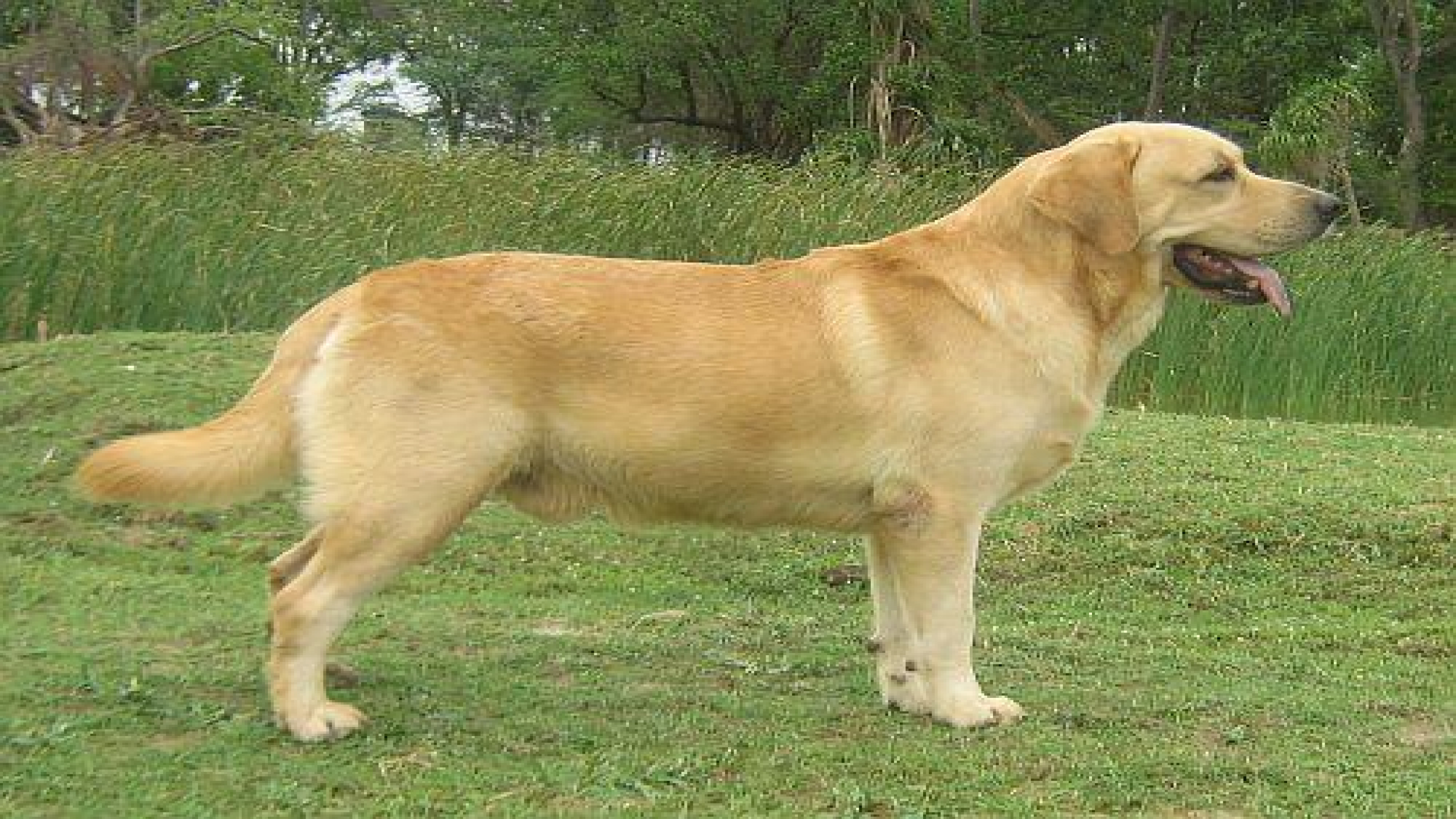 Golden Labrador Dog In India - HD Wallpaper 