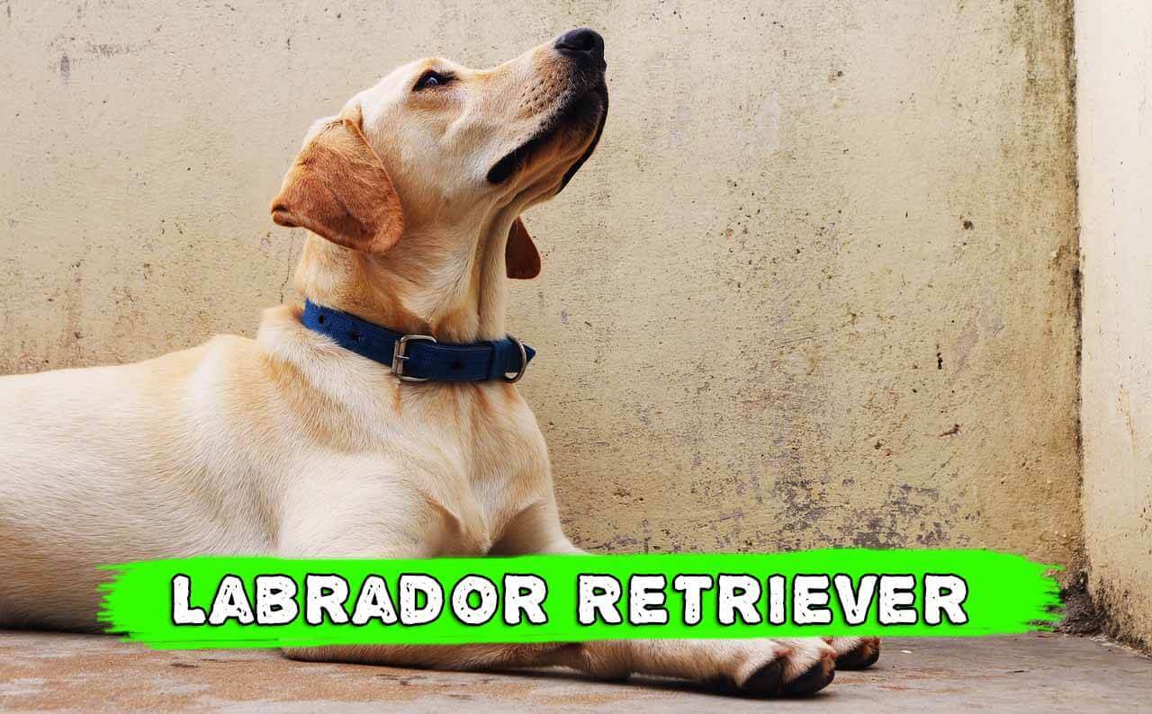 Labrador Retriever - HD Wallpaper 