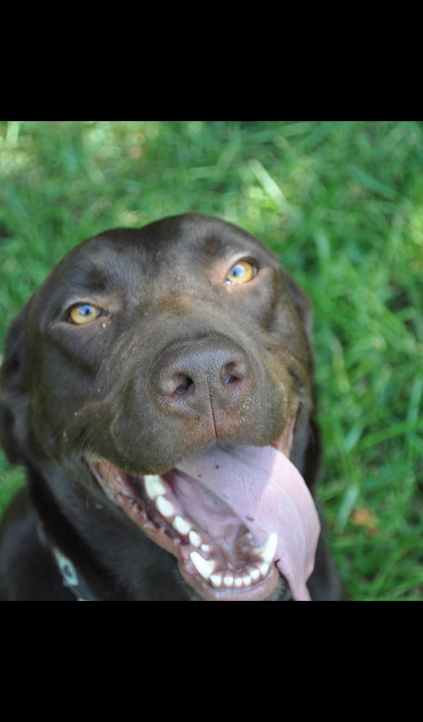 Companion Dog - HD Wallpaper 