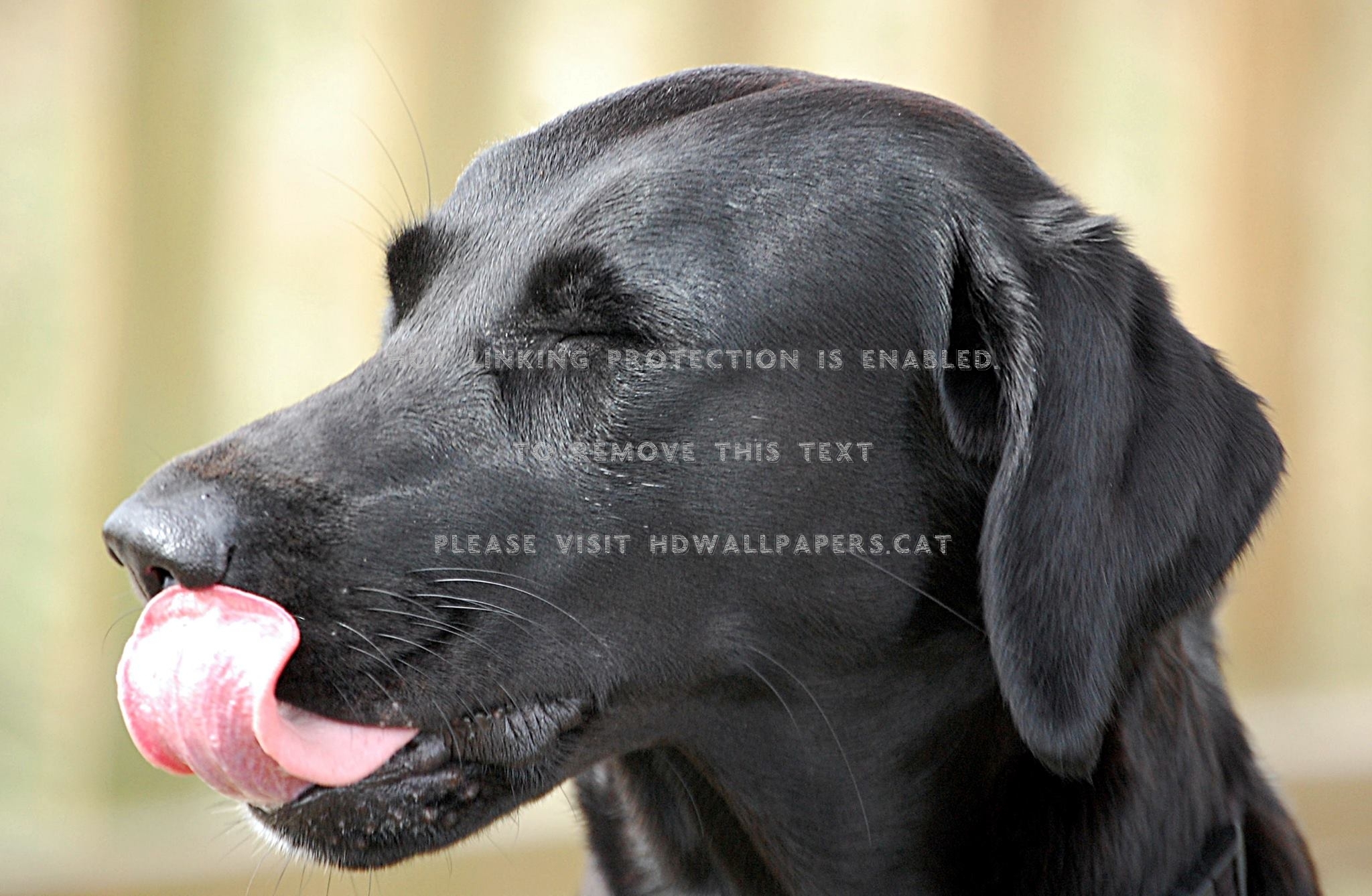 Rosa Nose Black Labrador Dog Animals - Labrador Retriever - HD Wallpaper 