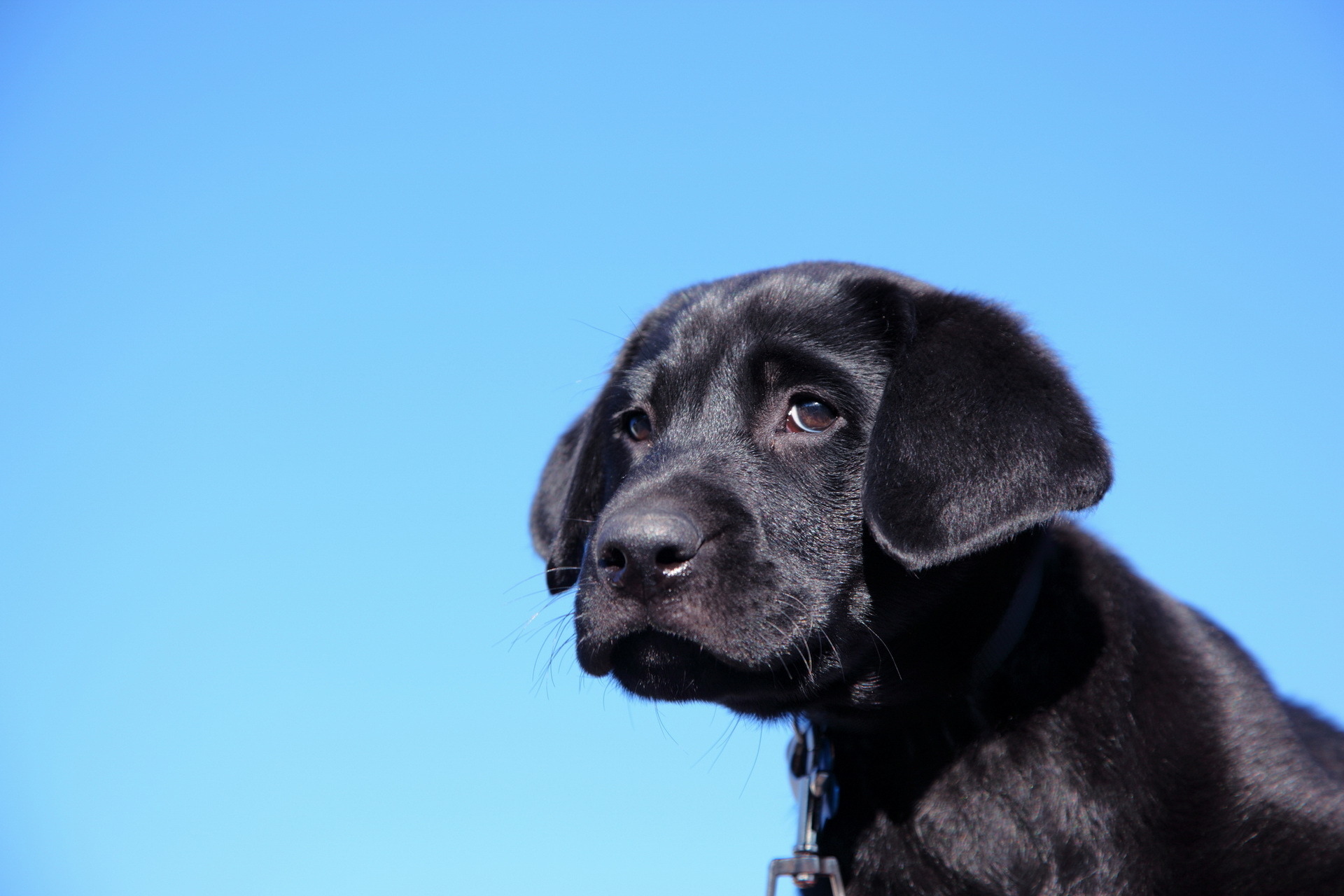 Labrador Retriever - HD Wallpaper 
