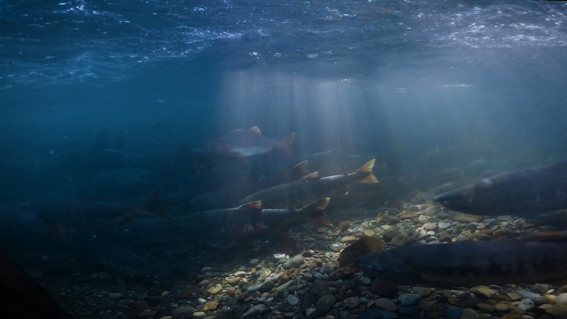 Coral Reef Fish - HD Wallpaper 