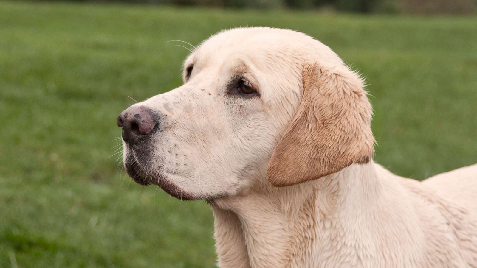 Woman Shot By Labrador Puppy As She Sat In A Car - HD Wallpaper 