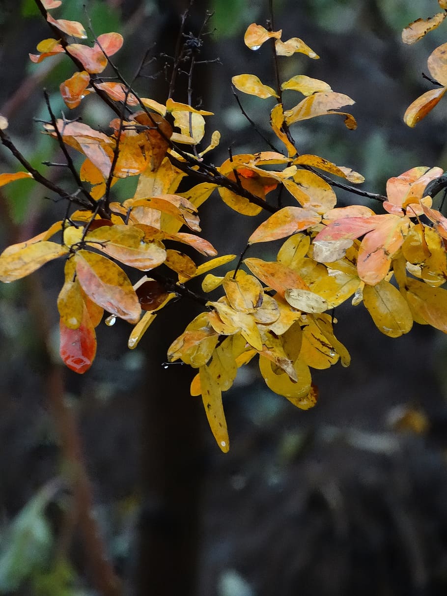 Autumn, Leaves, Rain, Yellow, Fall, Autumn Leaves, - Rain On Fall Leaves - HD Wallpaper 