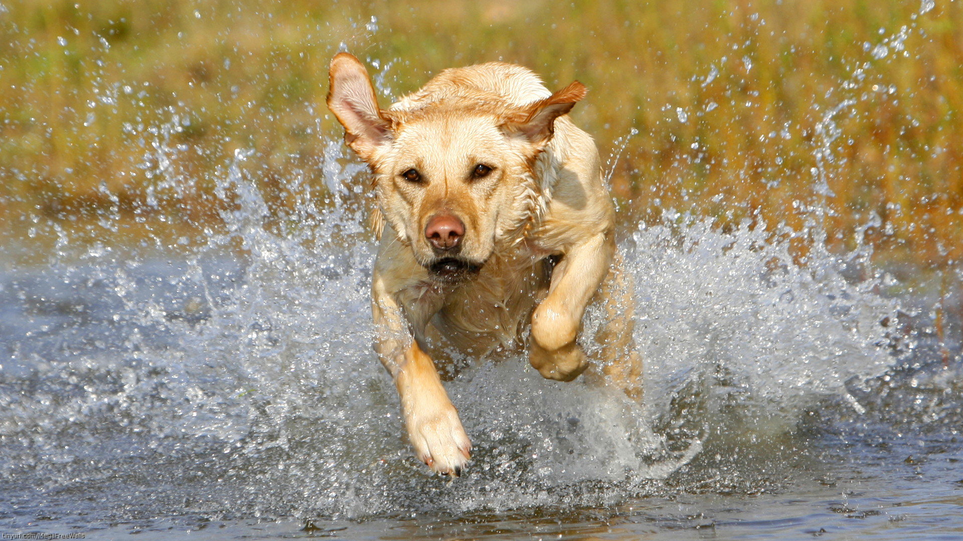 Free Download Labrador Retriever Wallpaper Id - Dog Running In Water - HD Wallpaper 