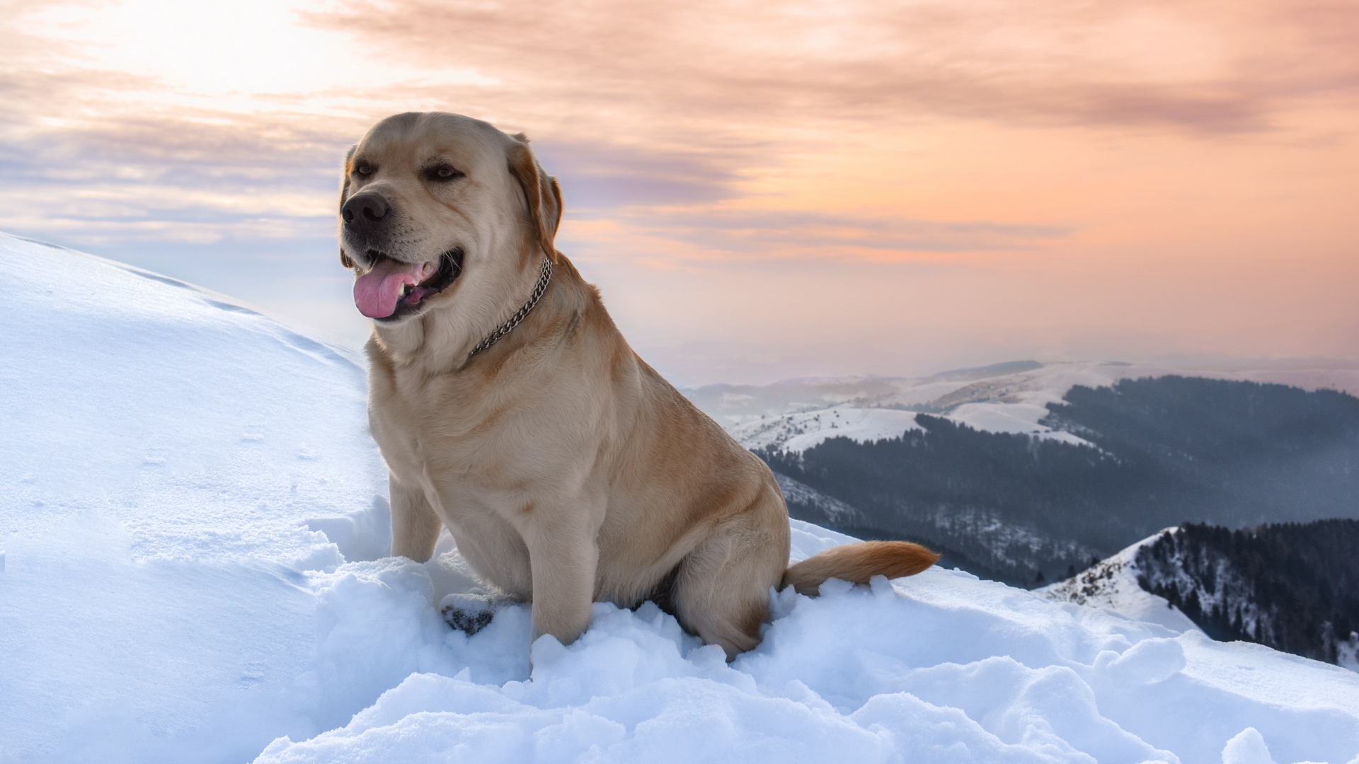 Wallpaper Labrador, Dog, Snow, Mountains - Labrador Dog 4k - 1920x1080  Wallpaper 