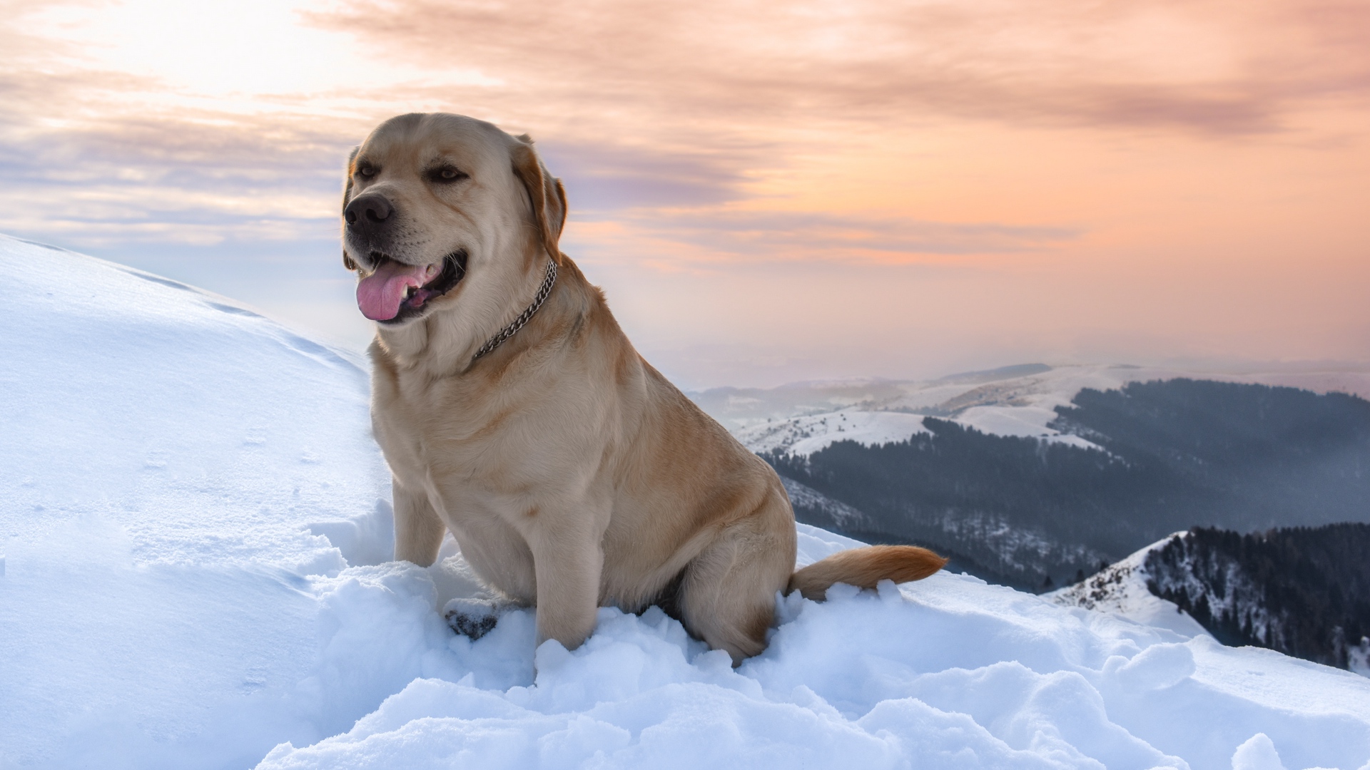 Wallpaper Labrador, Dog, Snow, Mountains - Labrador Dog 4k - HD Wallpaper 