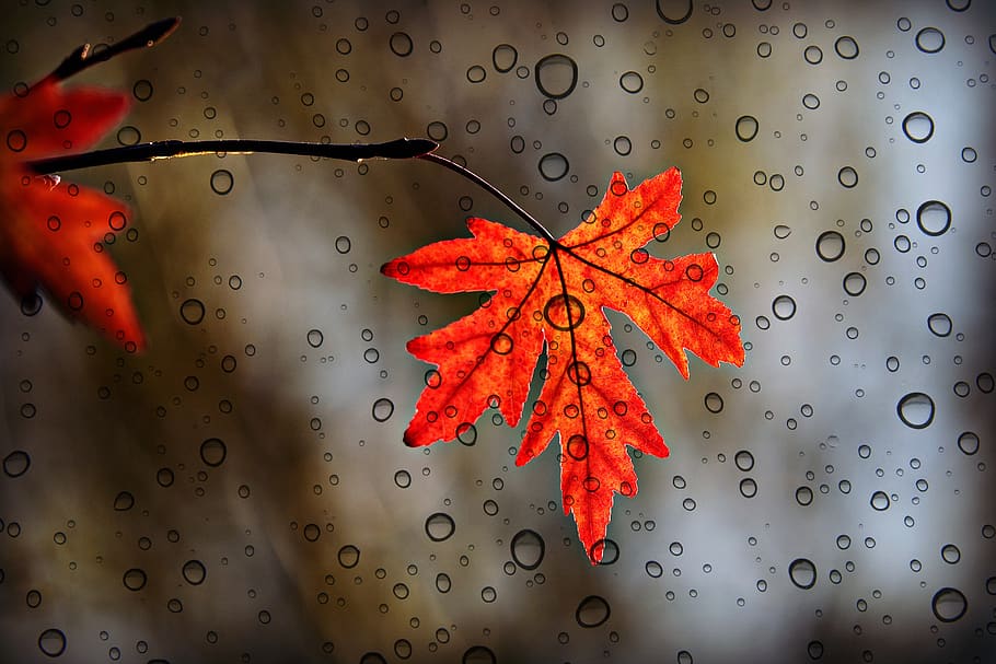 Leaf, Foliage, Autumn Color, Vein, Pattern, Shape, - Gambar Daun Maple Dan Hujan - HD Wallpaper 