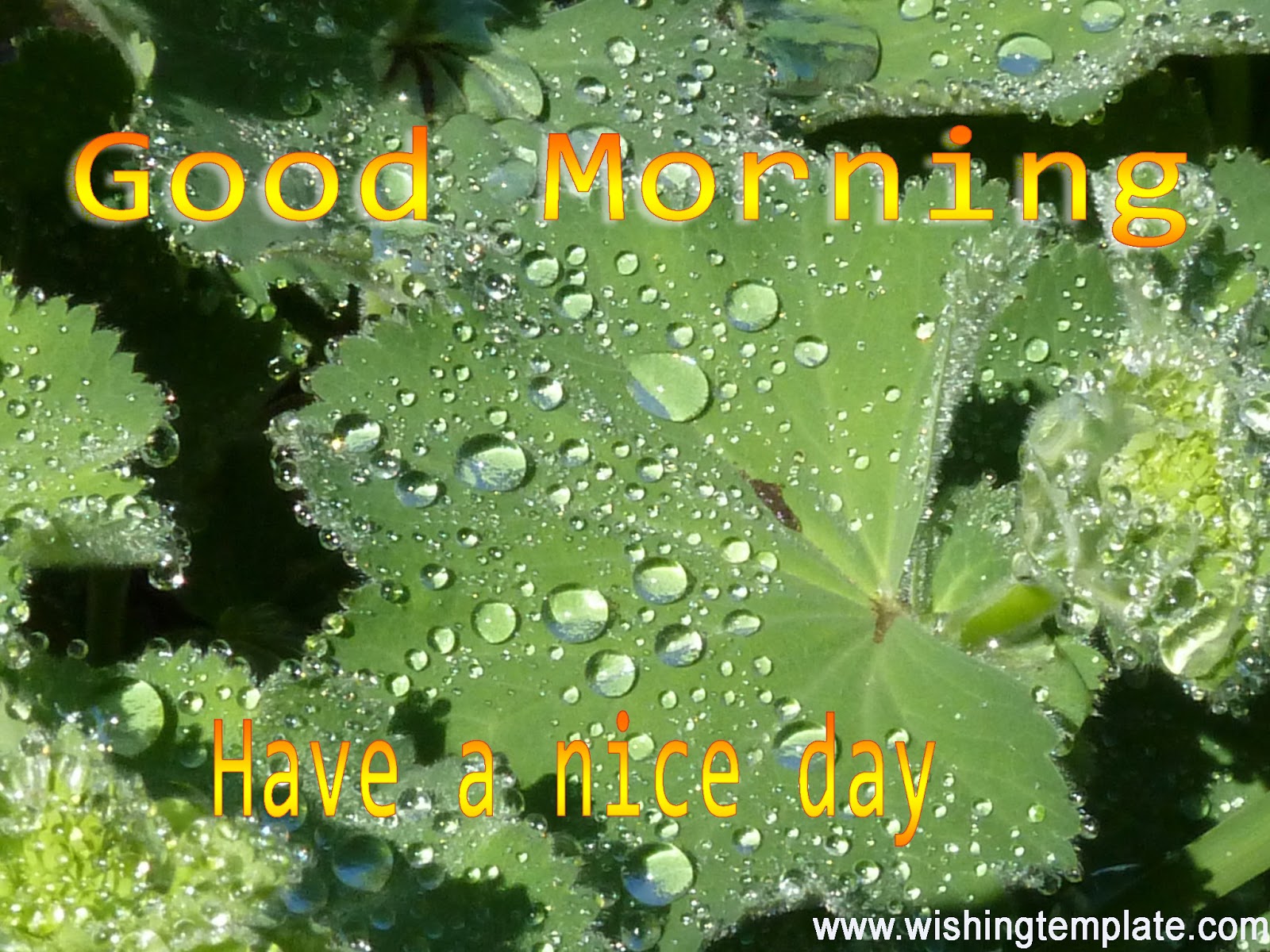 Good Morning Rain Best - HD Wallpaper 