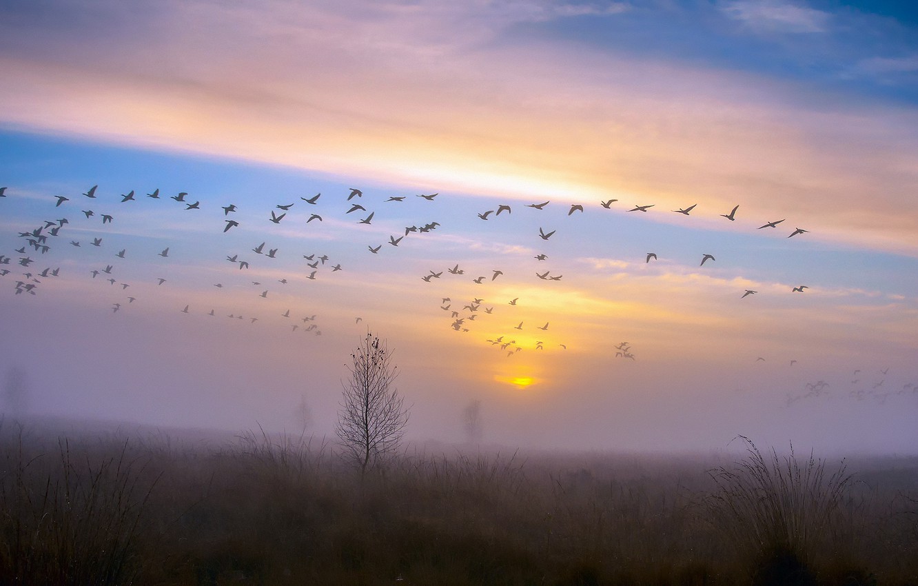 Photo Wallpaper Autumn, The Sky, Sunset, Birds, Fog, - Осень Небо Птицы - HD Wallpaper 