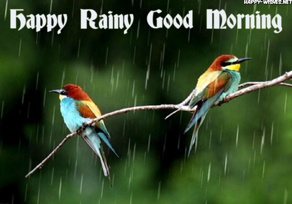 Good Morning Rainy Images With Birds - Beautiful Rainy Good Morning -  1024x716 Wallpaper 