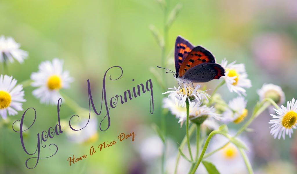 Good Morning Best Images Hd Nature - HD Wallpaper 