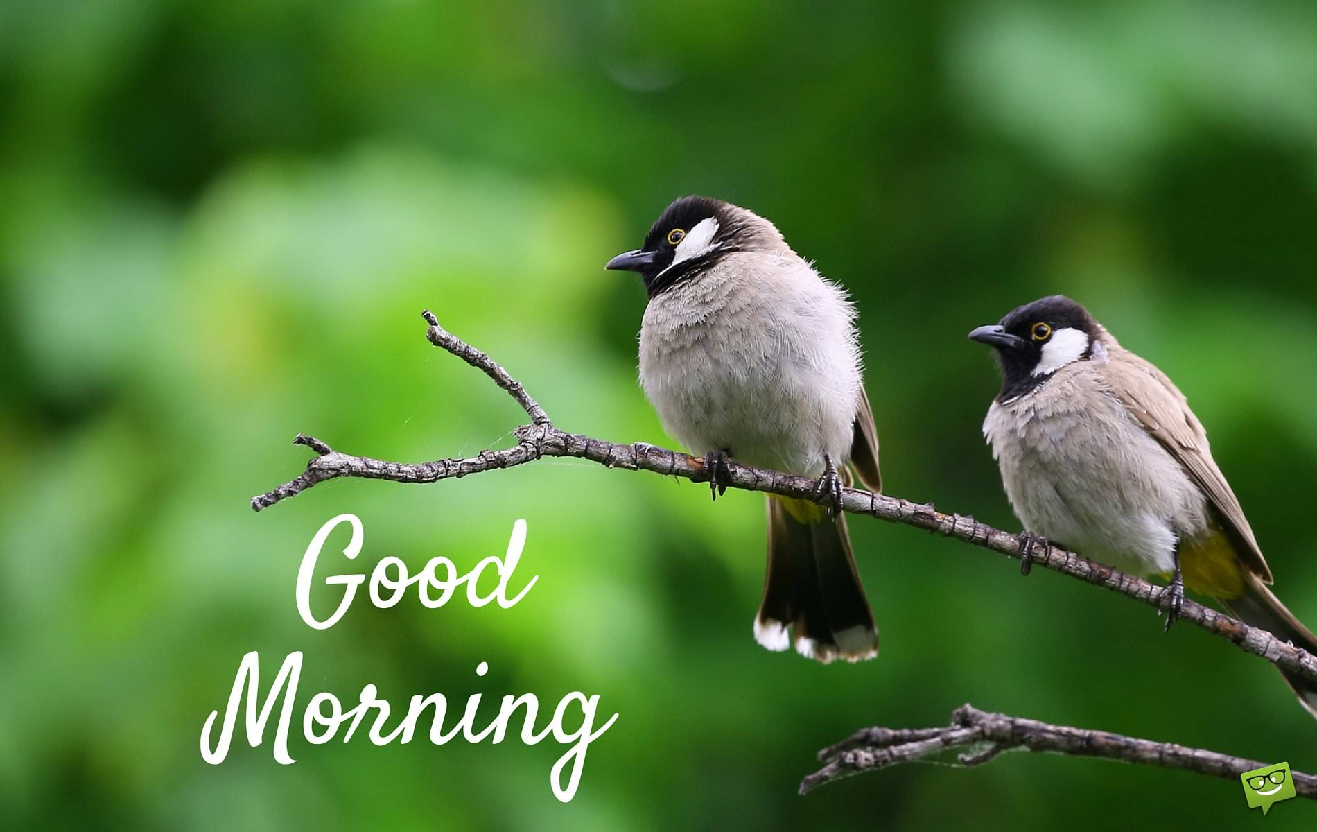 Good Morning Good Morning With Birds 1900x10 Wallpaper Teahub Io Good Morning Good Morning With Birds 1900x10 Wallpaper Teahub Io