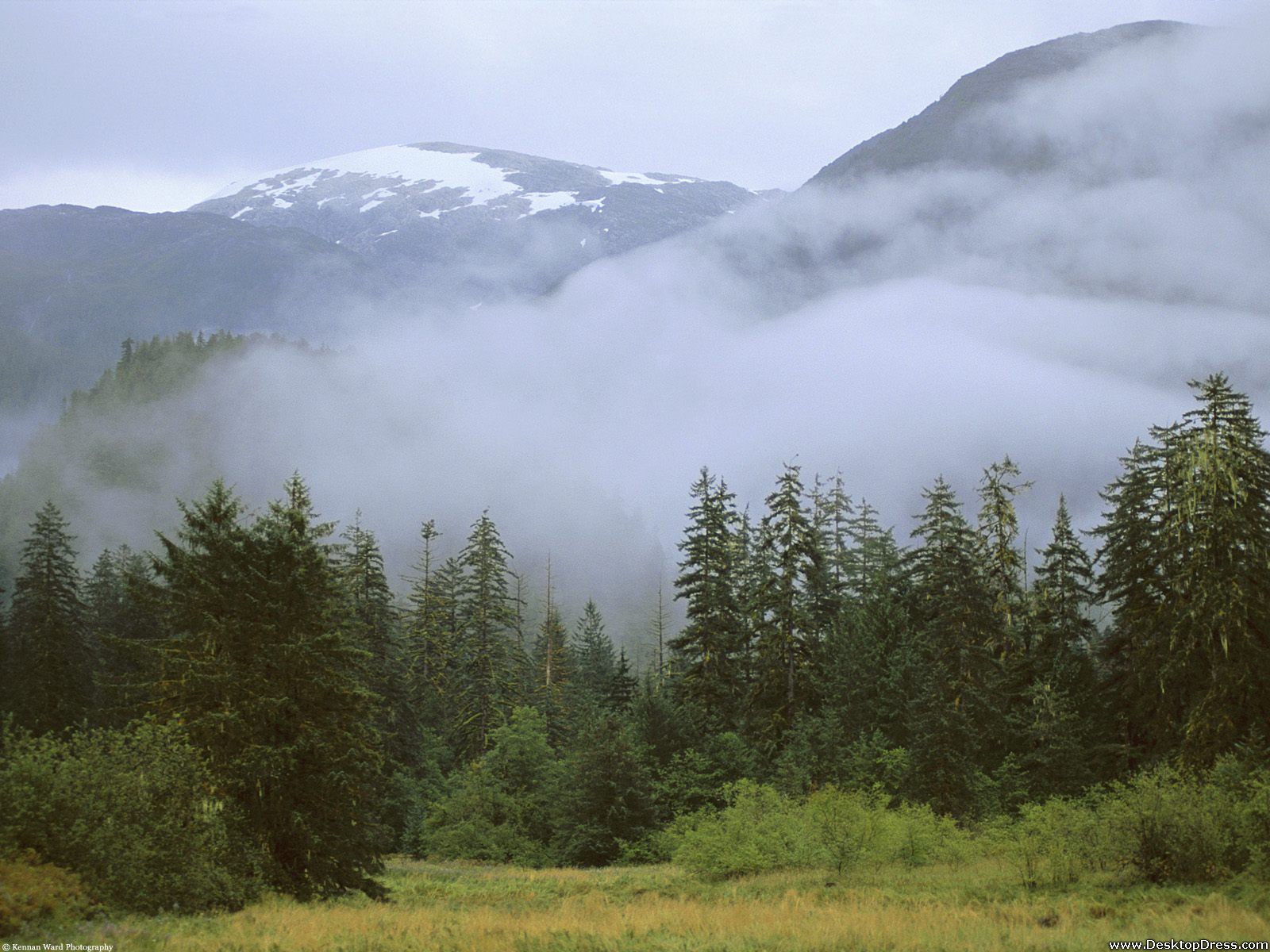 Temperate Rain Forest, British Columbia, Canada - Rain Wallpaper For Windows 10 - HD Wallpaper 