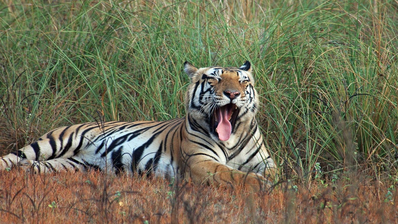 Kanha National Park Tiger-animal World Wallpaper2012 - Kanha National Park Animals - HD Wallpaper 