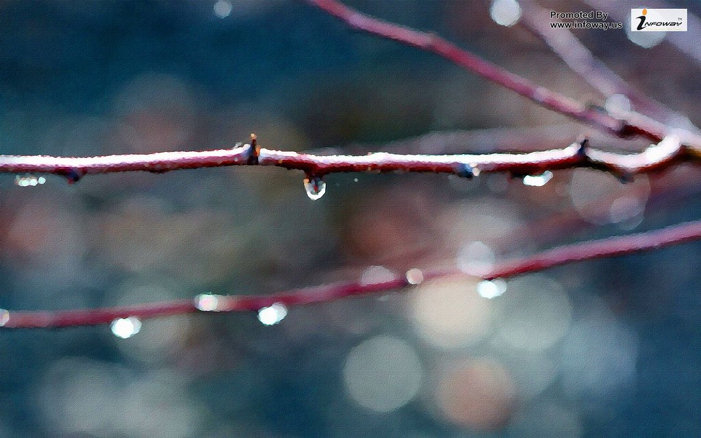 Nature Rain Day Macro Fresh Hd Wallpaper - Wallpaper - HD Wallpaper 