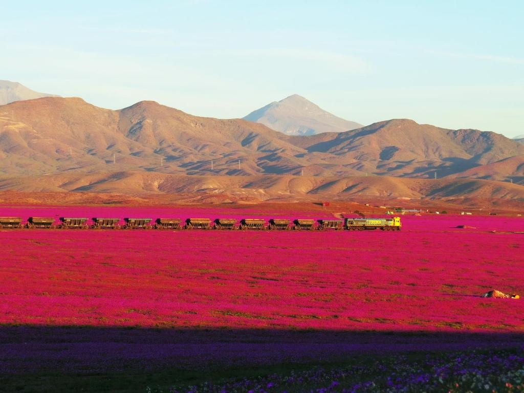Desierto De Atacama Florecido - HD Wallpaper 