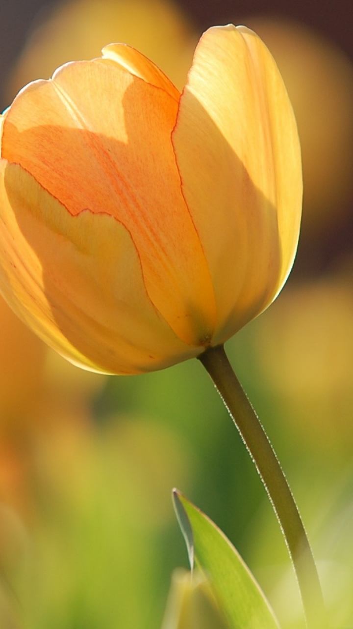 Flower Hd Images Vertical - HD Wallpaper 