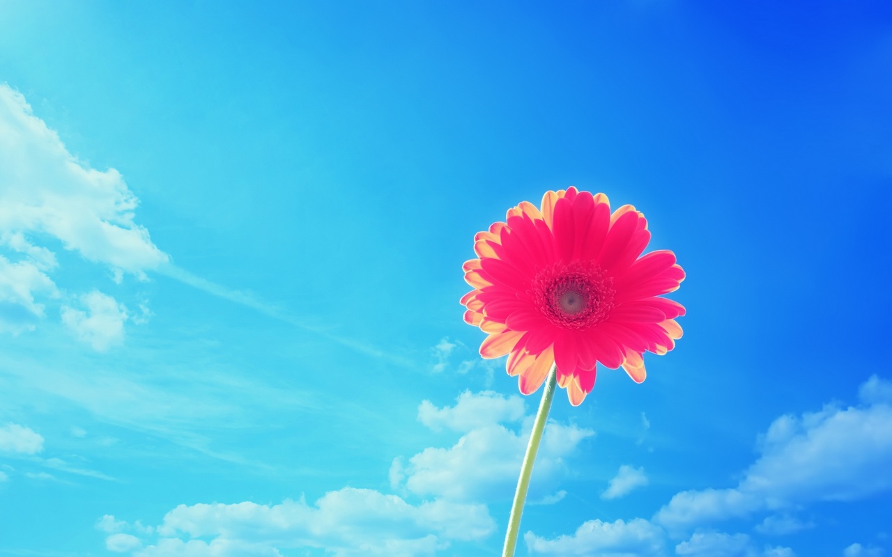 Samsung Galaxy S3 Mini - Flower Desktop Wallpaper Hd - HD Wallpaper 