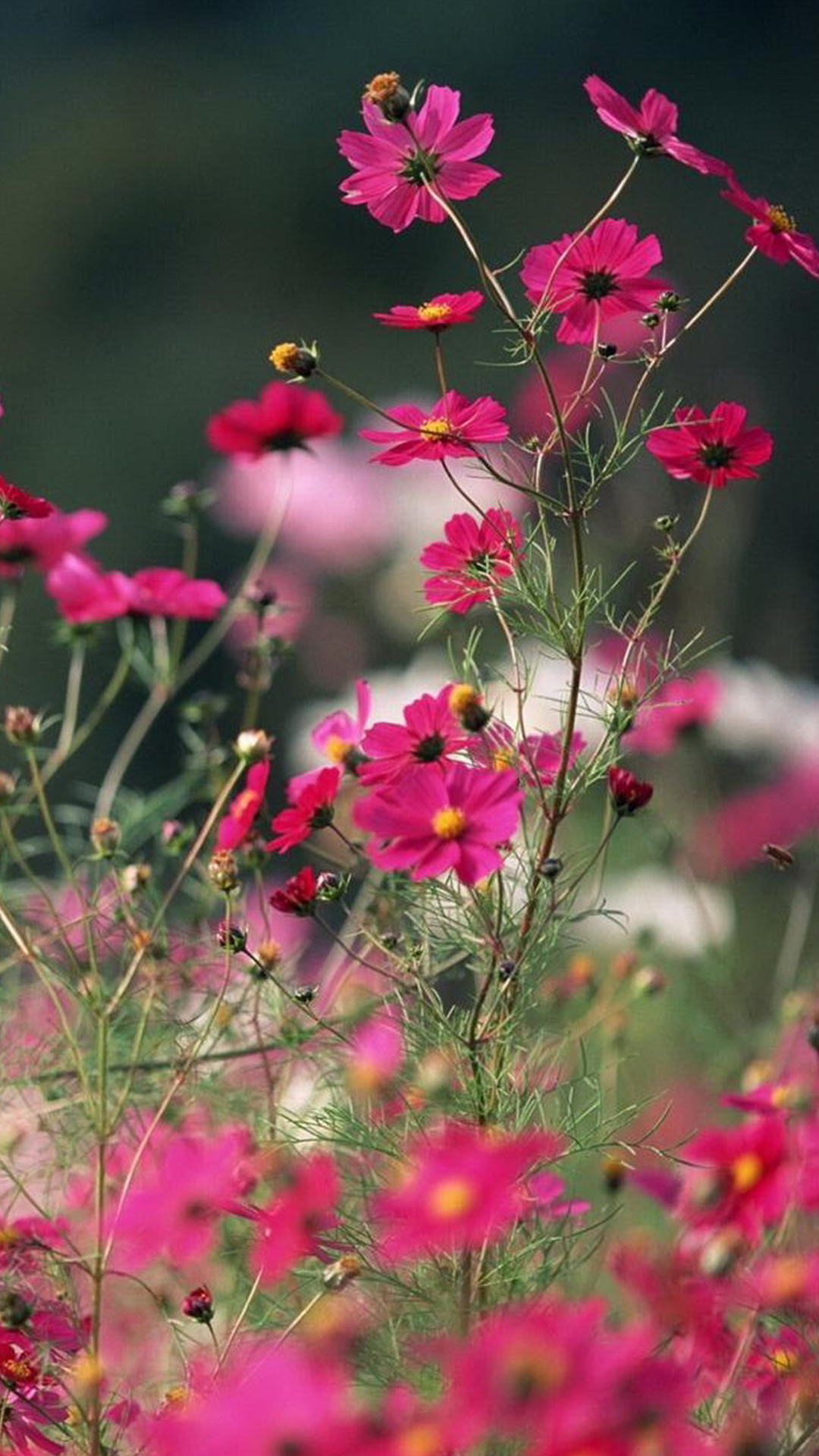 Flower Wallpaper For Samsung Galaxy - HD Wallpaper 