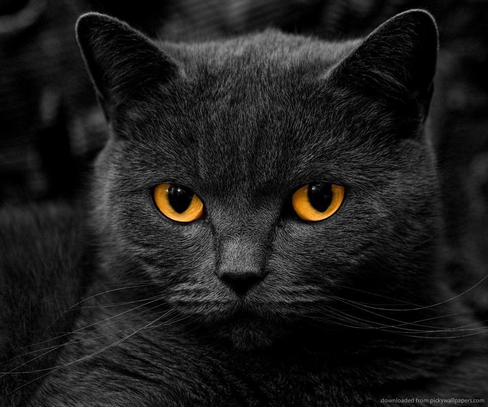 Qhd Samsung Galaxy S, S, Edge, Note, Lg G Cat Wallpapers - Black Cat With Orange Eyes - HD Wallpaper 