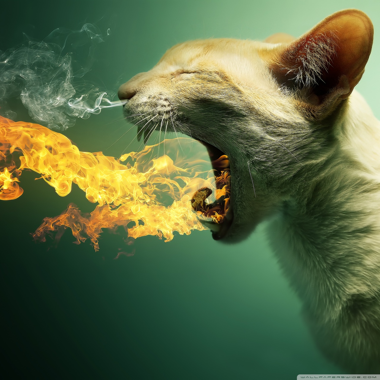 Кот С Огнем Изо Рта - HD Wallpaper 