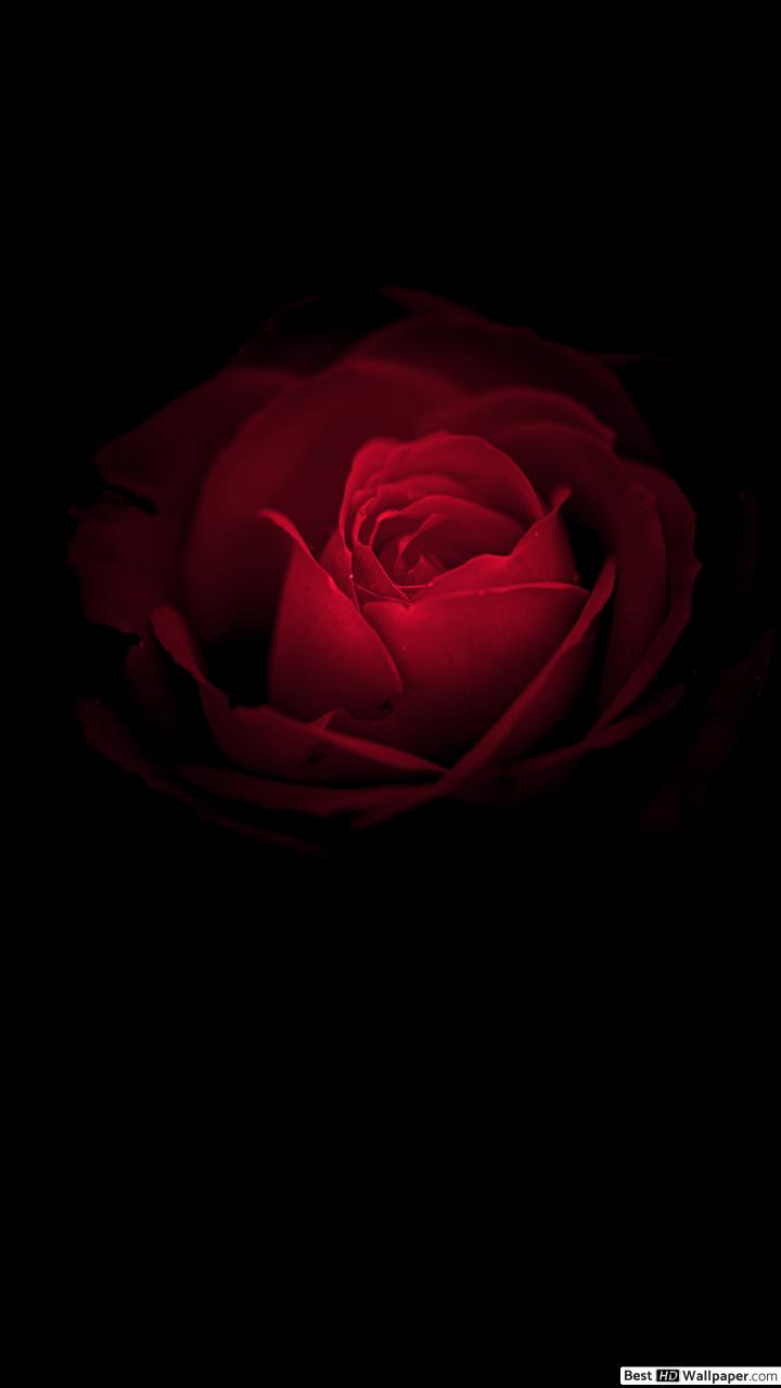Iphone Rose Black Wallpaper Hd - HD Wallpaper 