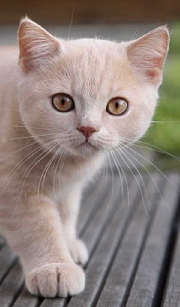 Cat Tab 600x1024 Wallpaper teahub.io