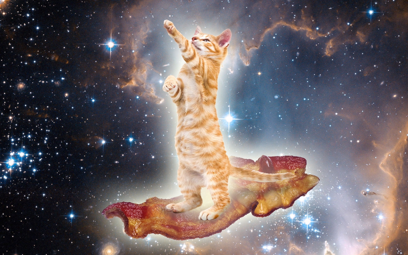 Bacon Kitty - HD Wallpaper 