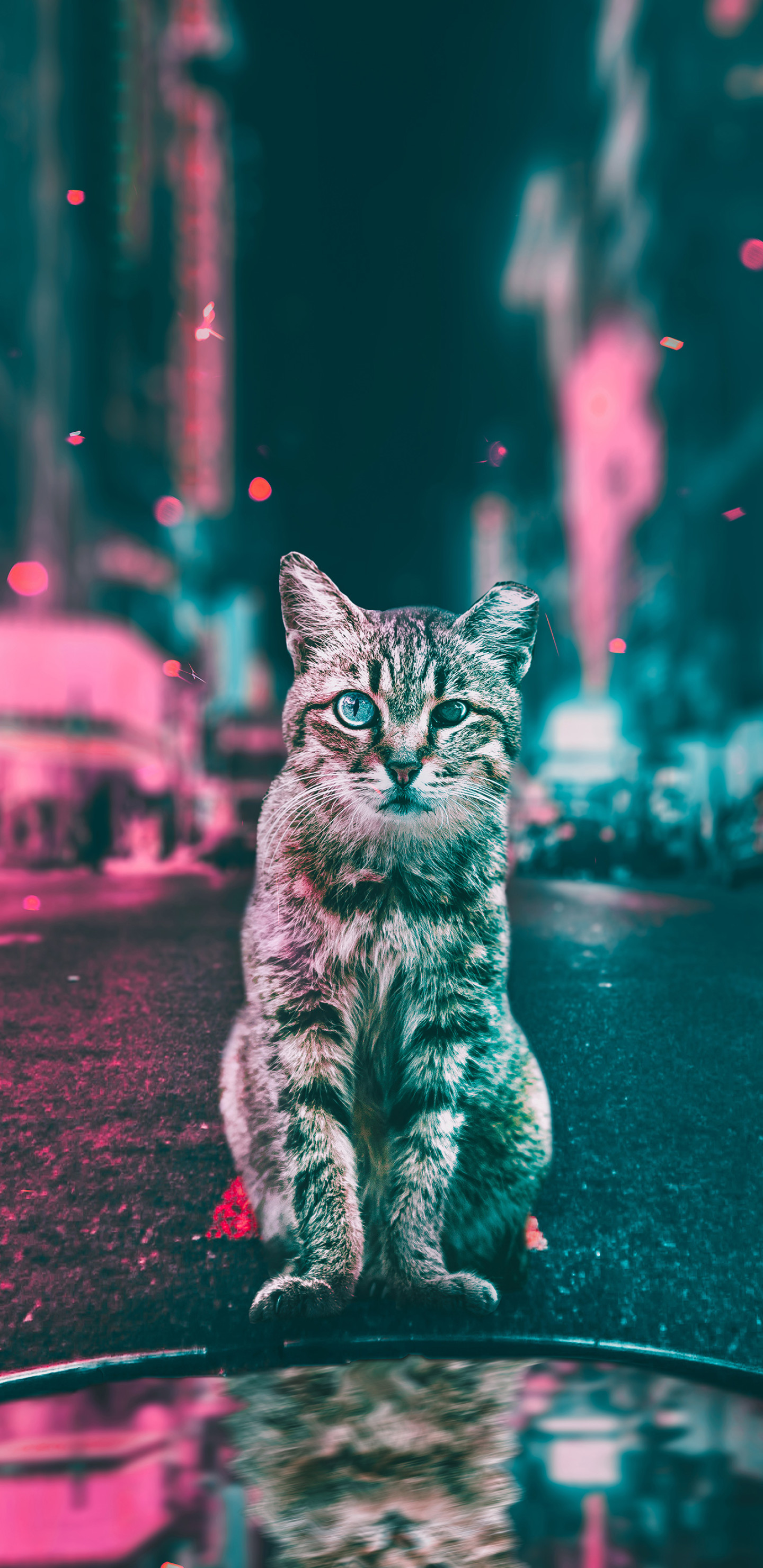 Cat Wallpaper Hd - HD Wallpaper 