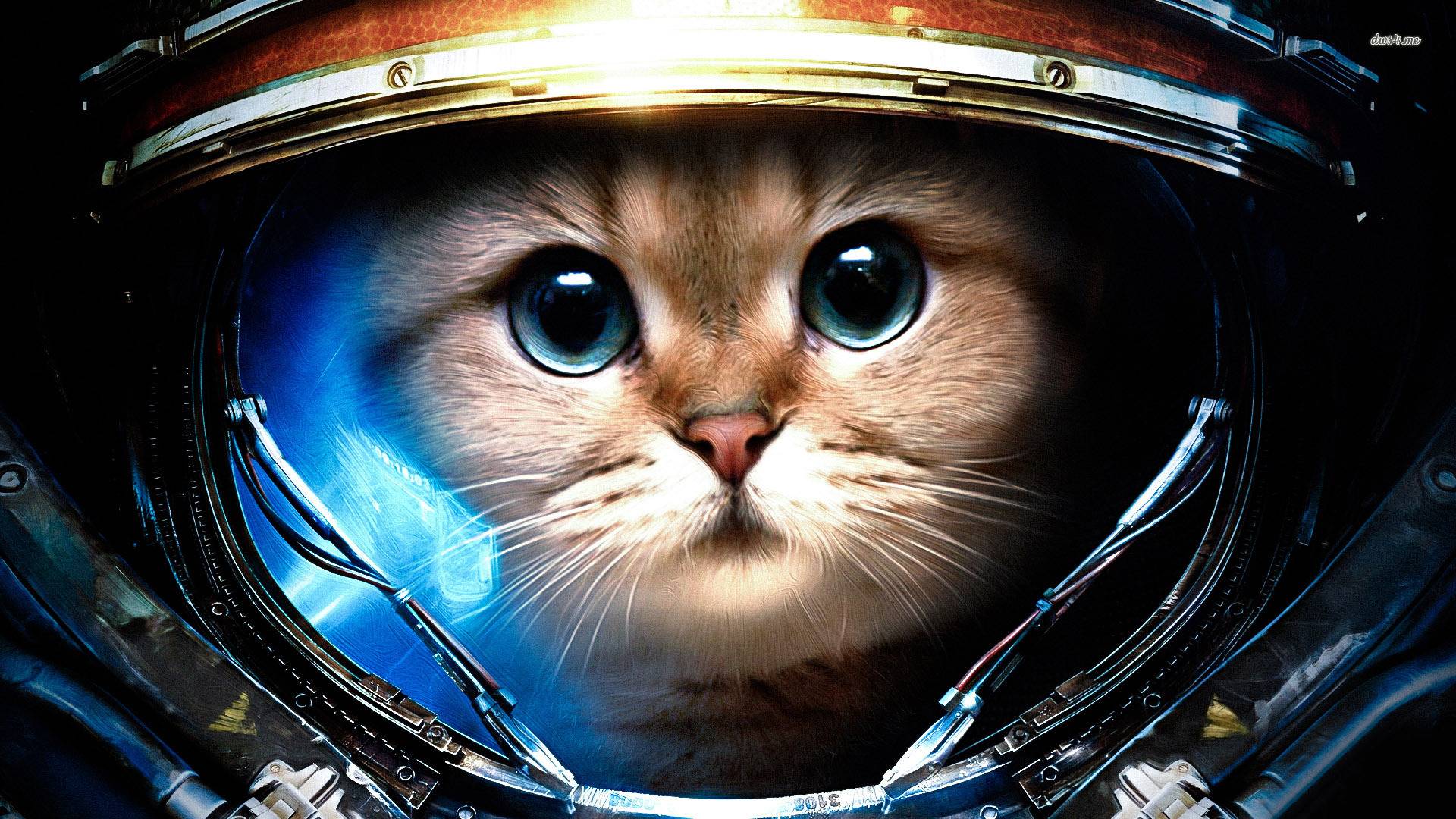 Download Dark British Cat Wallpaper For Samsung Galaxy - Space Cat - HD Wallpaper 