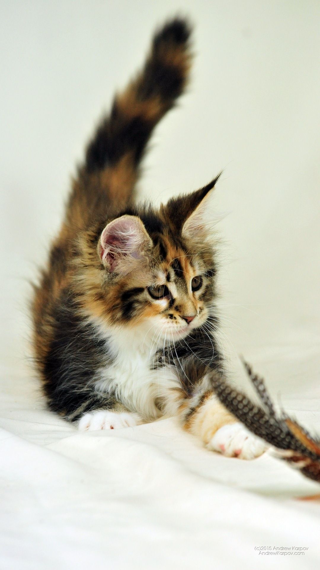 Beautiful Cat Galaxy S7 Wallpaper - Wallpaper - HD Wallpaper 