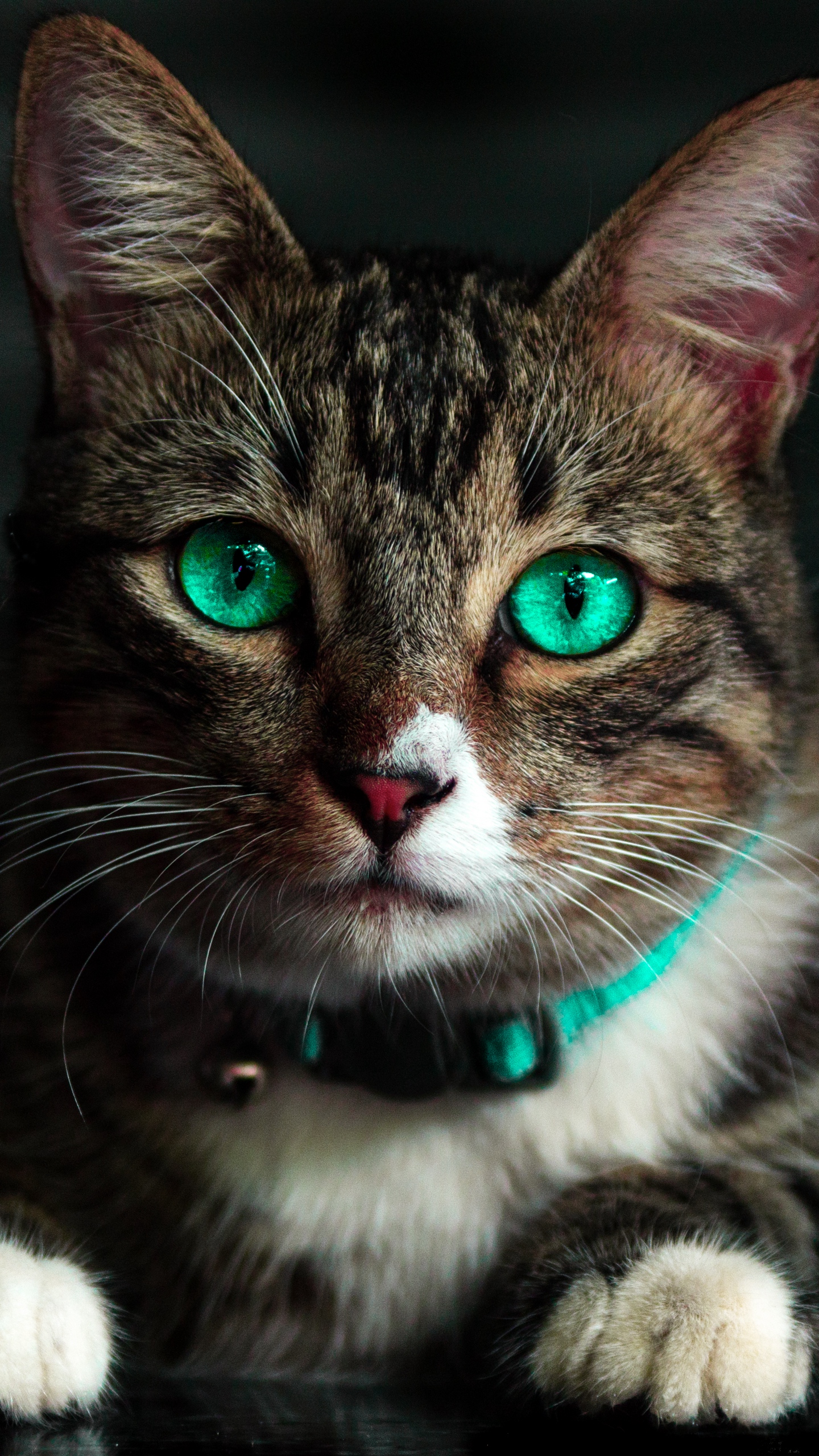 Wallpaper Cat, Green-eyed, Beautiful, Look - Ios 11 Wallpaper Iphone - HD Wallpaper 