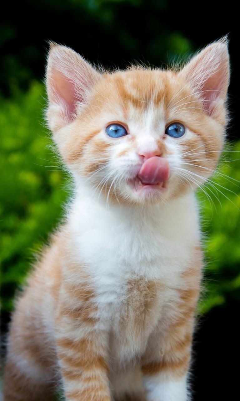 Cat Kid Pink Tongue Galaxy Note Hd Wallpaper - Di Buongiorno Di Meteomatto - HD Wallpaper 