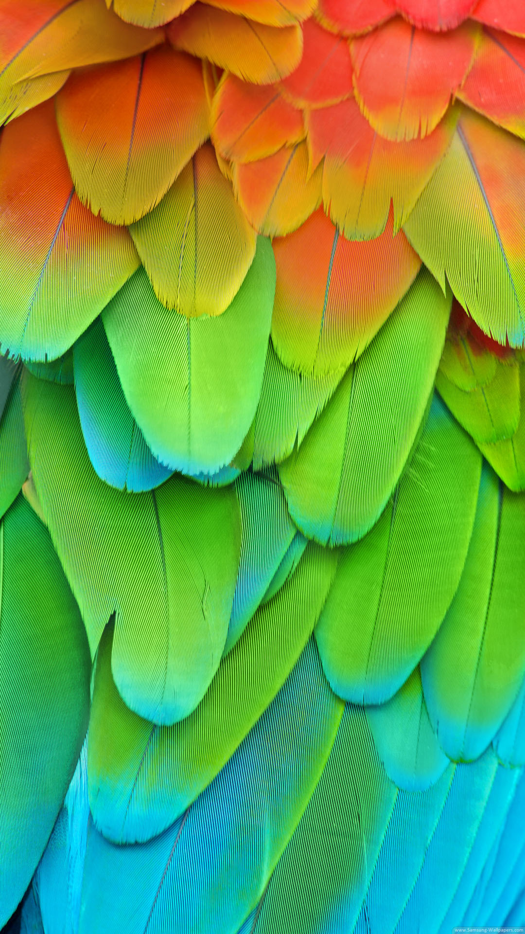 Parrot Feathers Wallpaper Hd - HD Wallpaper 