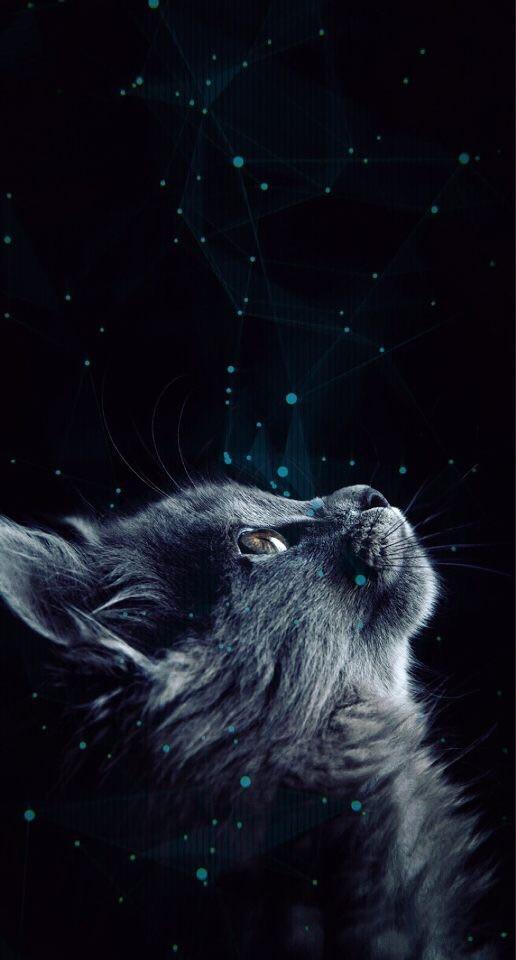 Cat In Galaxy - HD Wallpaper 