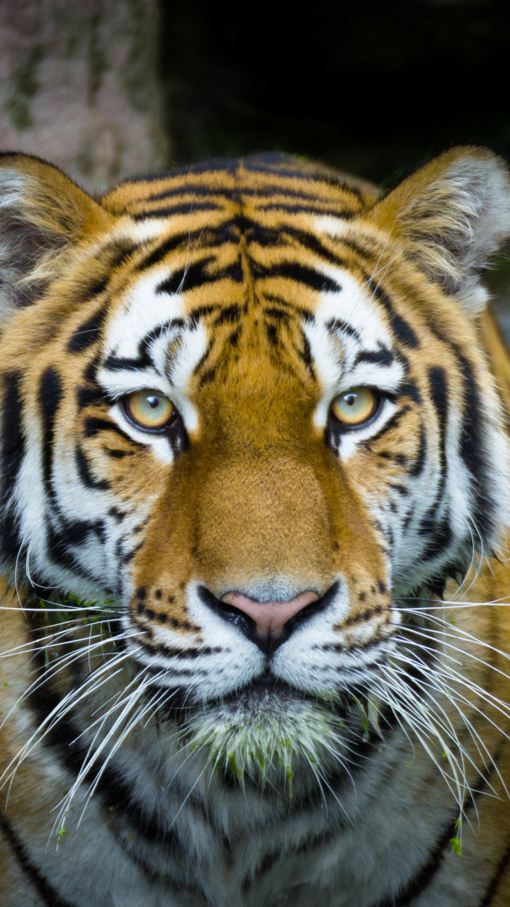 Tiger - HD Wallpaper 