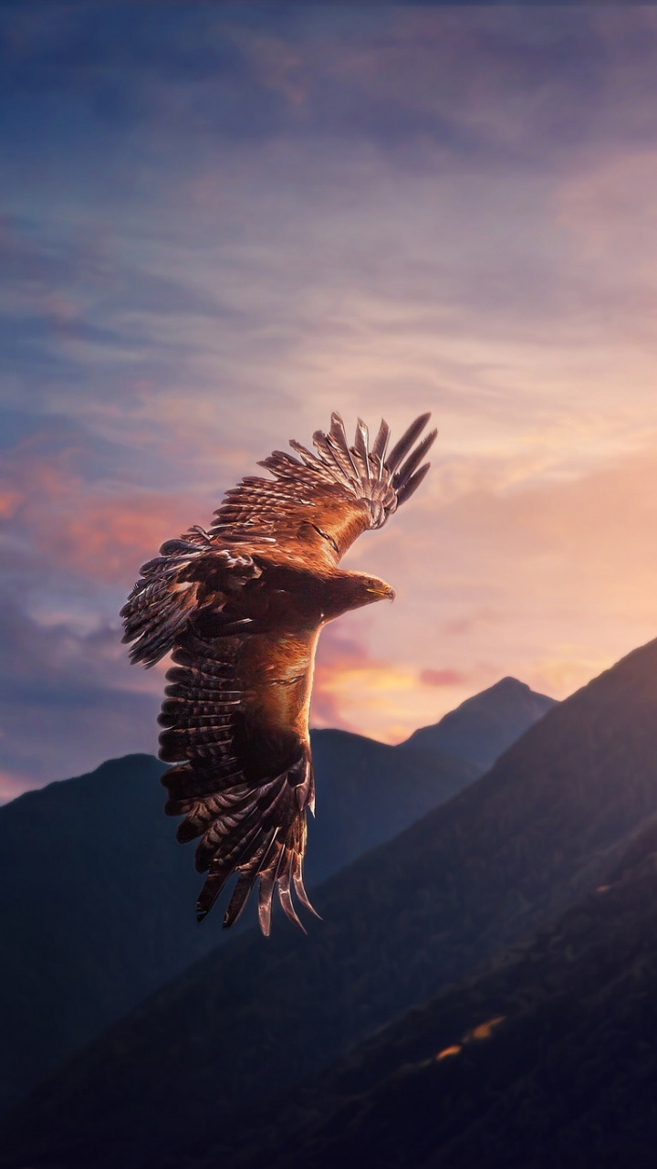 Eagle, Predator, Flight, Wallpaper - Flying Eagle - HD Wallpaper 