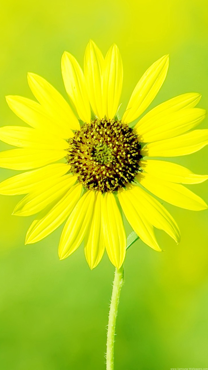 Mobile Wallpaper Small Plant Mobile - HD Wallpaper 