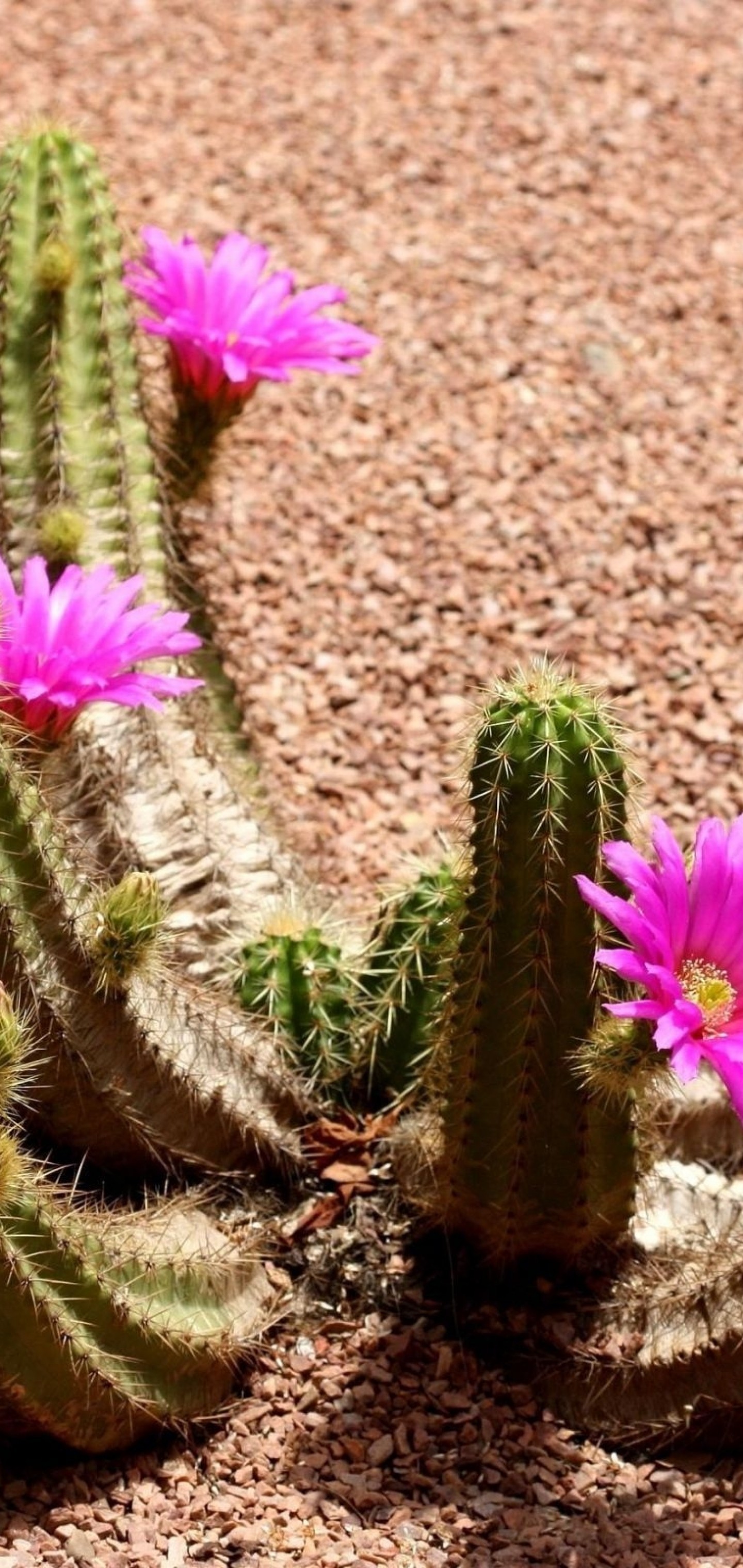 Cactus, Purple Flowers - Beautiful Flowers In The Desert - HD Wallpaper 