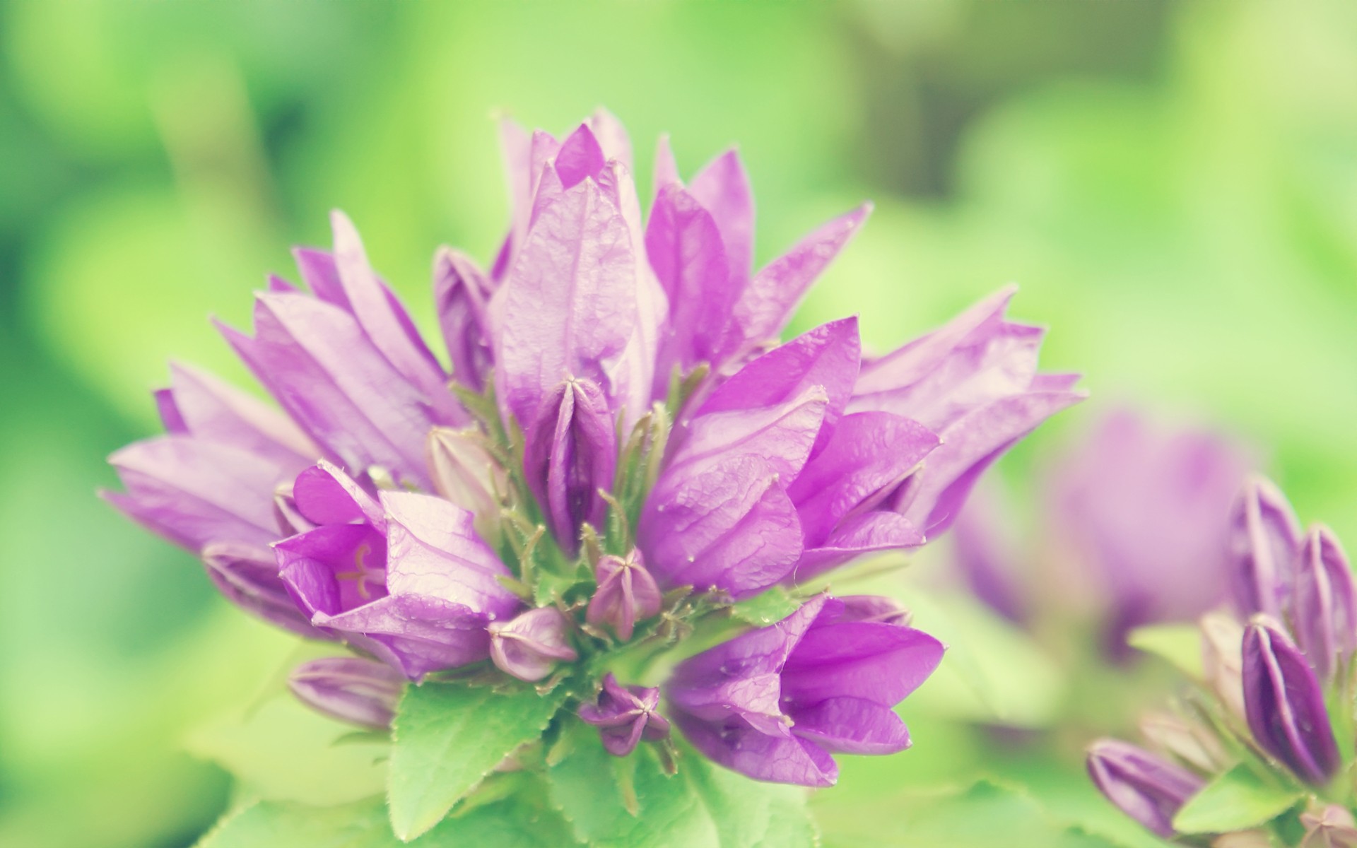 Flower Samsung Wallpaper - Wallpaper - HD Wallpaper 