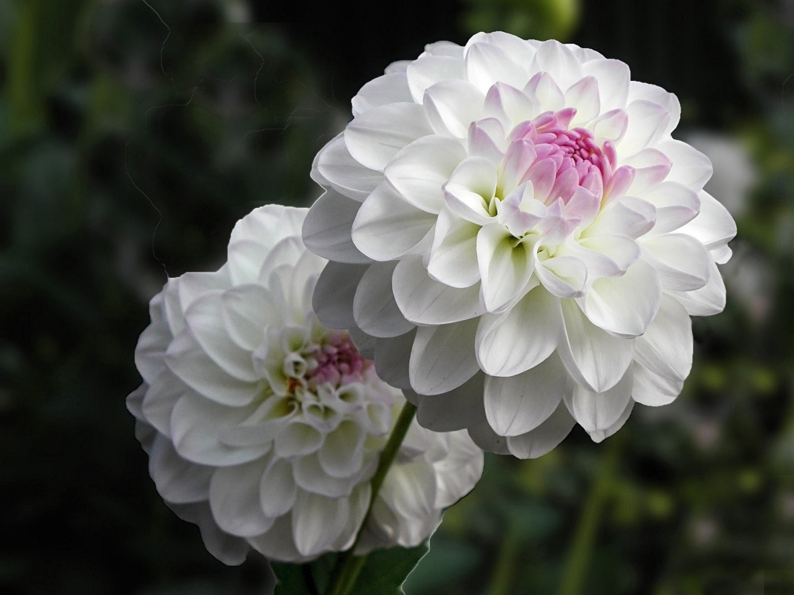 Good Morning Dahlia Flower - HD Wallpaper 