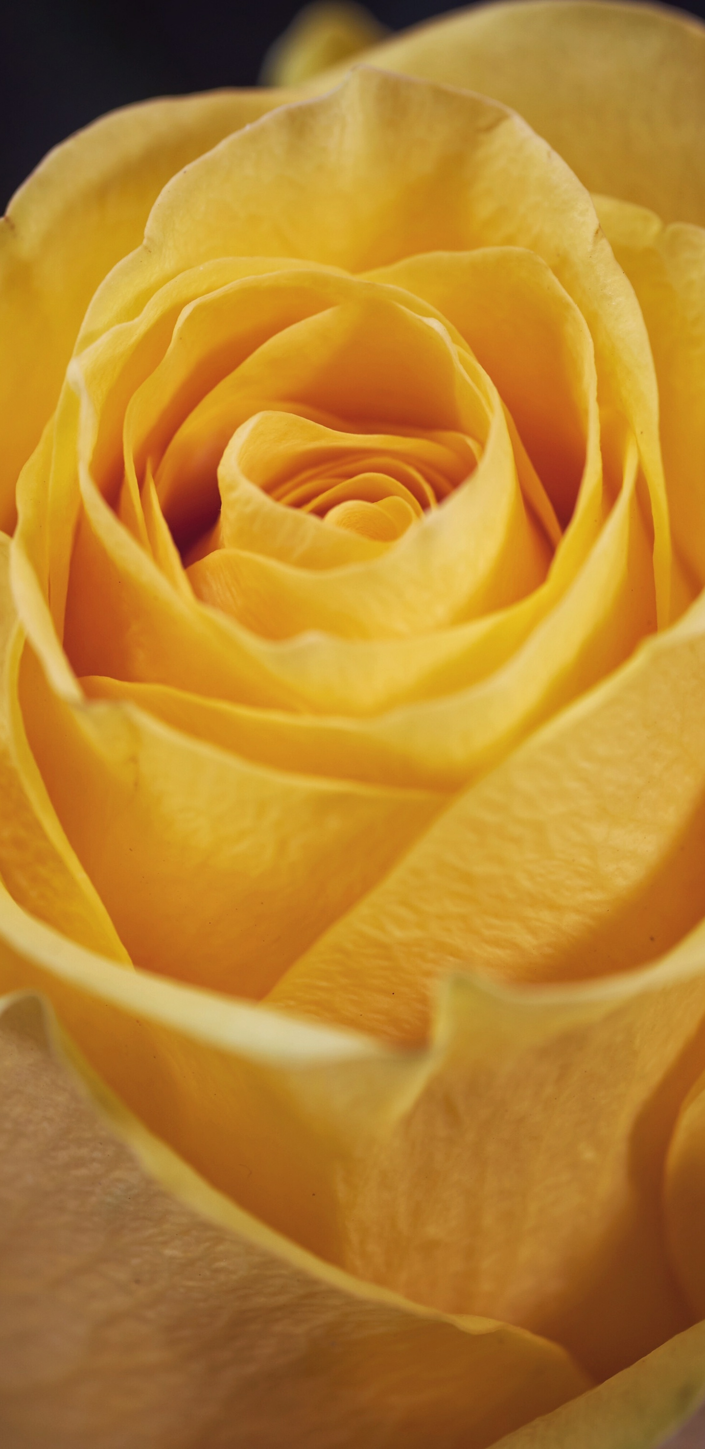 Garden Roses - HD Wallpaper 