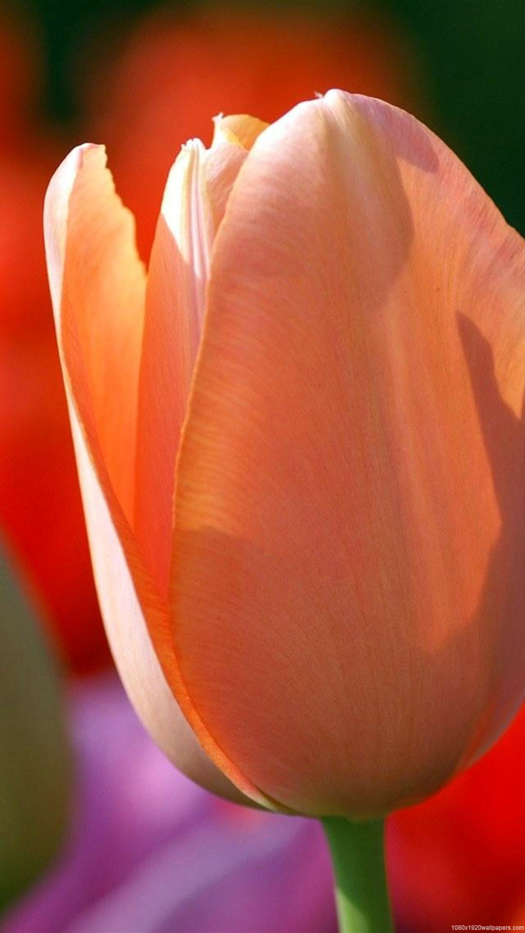 Tulip Flower Flori Wallpapers Hd - 壁纸 - HD Wallpaper 