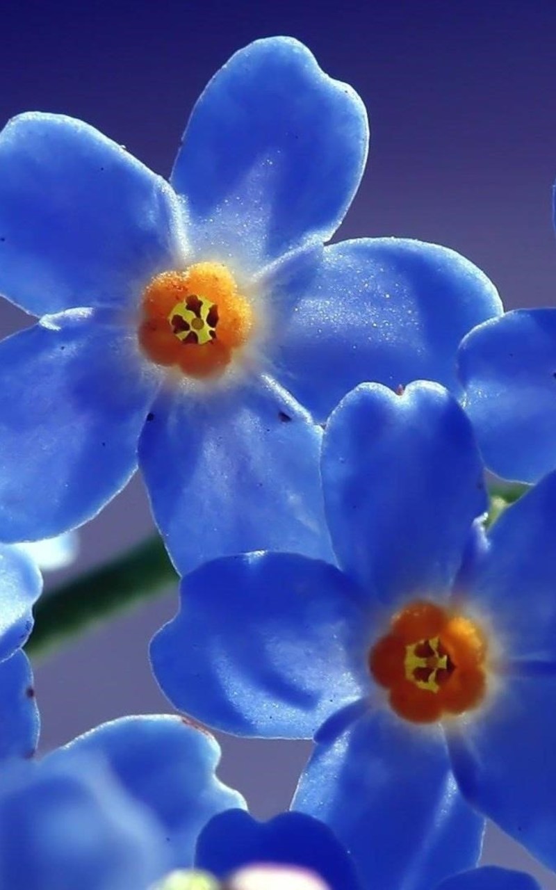 Forget Me Not Cover Photo For Facebook - HD Wallpaper 