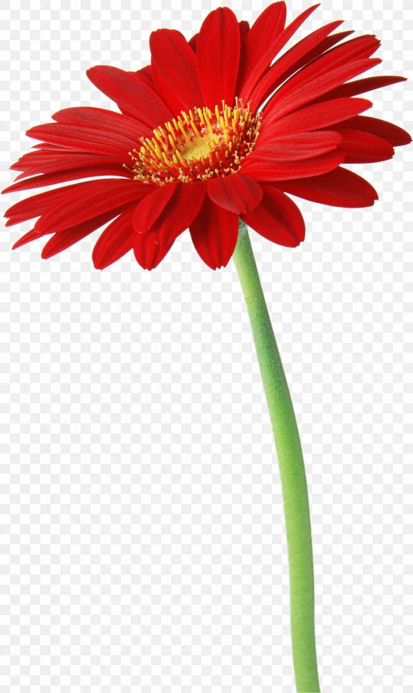 Desktop Wallpaper Iphone Flower Samsung Galaxy Y, Png, - Samsung Wallpapers Download Flowers - HD Wallpaper 